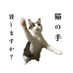 Suimama_20260201001459