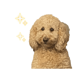 piiichan_20260201003844