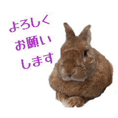 RABBITS-TOWN_20260201012751