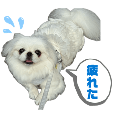 mochi!_20260201010524