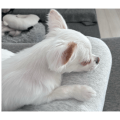 sekine_20260201023229