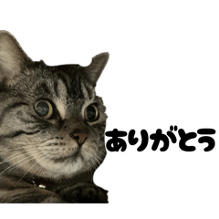 ponta_20260201090448