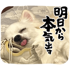 YOSHI-HAPPY_20260201101754