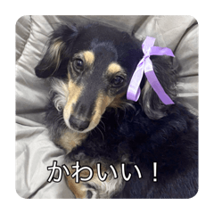 Komoda_20260201123614