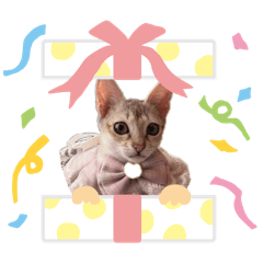 haruka_20260201123958