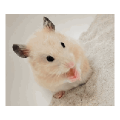 oinari_20260201170447