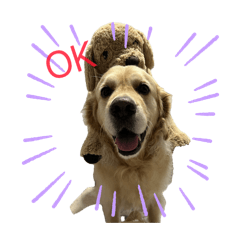 Golden retriever Jo