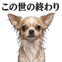 Dogs With Zero Wild Instincts 2