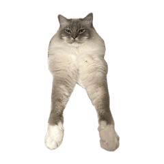 kiiro_20260201101742