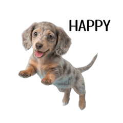 ayrihari_20260201203009