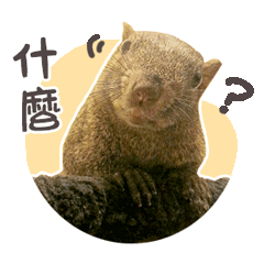 松鼠大聯盟❤️