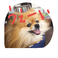 Pomeraniannnn