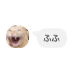 Kaito_20260131154636