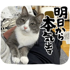 Kaikun_20260201214136