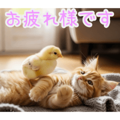 PAKAMOGOLY_20260201215151