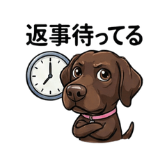 Energetic Chocolate Lab Boy00