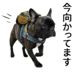 フレンチブルドッグ（子犬）