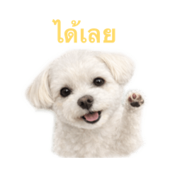 Realistic Maltese ver1