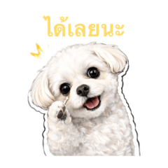 Everyday Life of a Maltese ver2