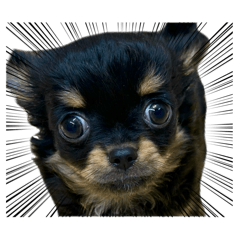 many many many dogs family