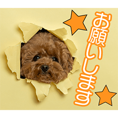 森永家のプティちゃん