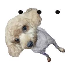 pet expression