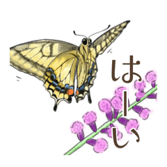 swallowtail butterflies and caterpillars