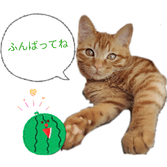 hamumaru_20260201231736