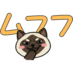 Colorpoint Shorthair  24th