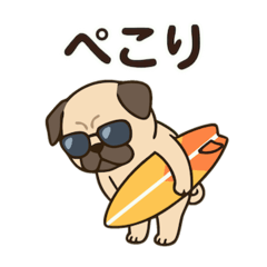 Surfers Pug