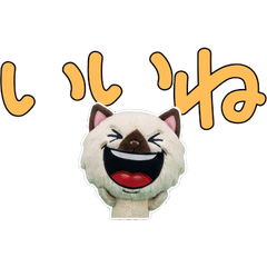 Moving Polite Himalayan  12th