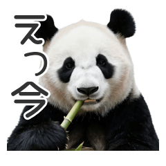 Funny Clueless Panda Daily