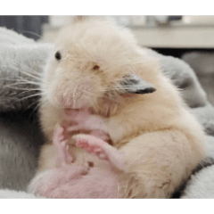 oinari_20260201143152