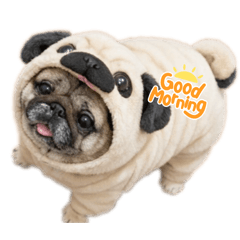 yuzukosho47_20260201145124