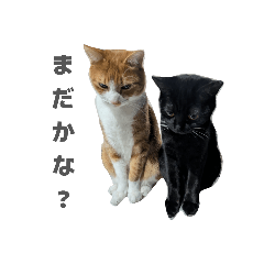 Kawanishi_20260202000448