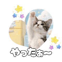 maomao_20260202020049