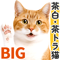 【デカ文字】茶白と茶トラ猫❤基本の会話２