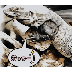 Poecilotheria_20260131183051