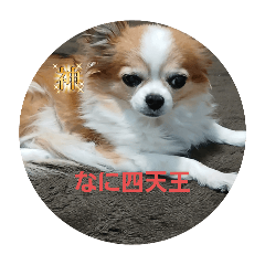 choppy_20260201152608