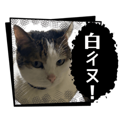 杯苟日常用語二