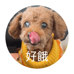 cyhsi_20260201012907