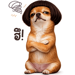 Brown Chihuahua TuaTueng