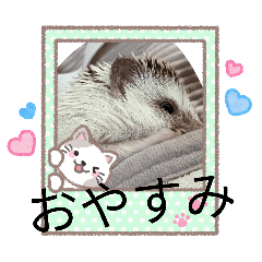 hi-chan_20260201162105