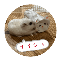 mamekome_20260201162351