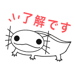 Ambystoma mexicanum white