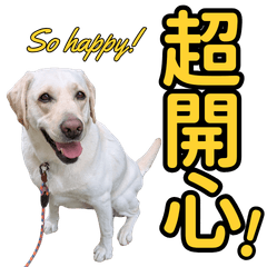 被救助的拉不拉多Labu醬2：幸福生活