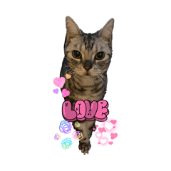 American short hair cute cat