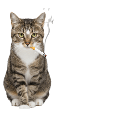 No text, just pictures.  Japanese cat