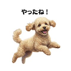 Fluffy Toy Poodle Daily Healing Stickers