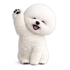 ゆるかわビションフリーゼの一日